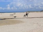 Horse riding on beach